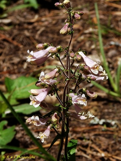 {Penstemon australis}